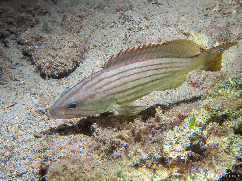 Photo of Golden grouper (Epinephelus costae)