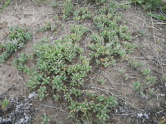 Lampranthus sociorum