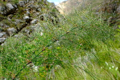 Restio subverticillatus