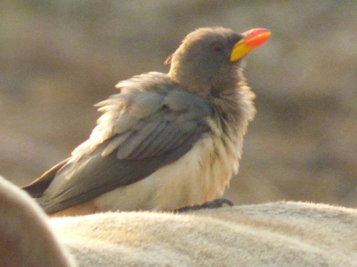 Yellow-billed Oxpecker