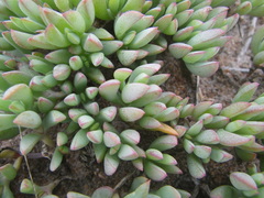 Lampranthus sociorum