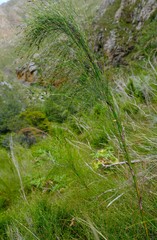 Restio subverticillatus