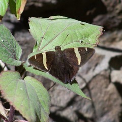 Autochton vectilucis