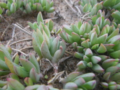 Lampranthus sociorum