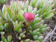 Lampranthus sociorum