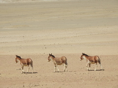 Equus kiang
