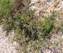 Indigofera langebergensis