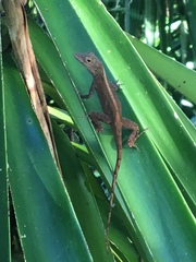 Anolis cristatellus wileyae