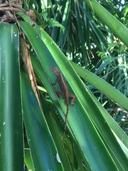 Anolis cristatellus wileyae