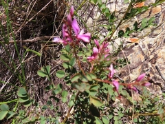 Indigofera langebergensis