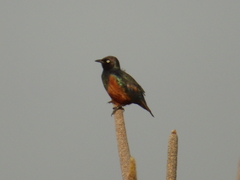 Lamprotornis pulcher