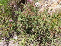 Indigofera langebergensis
