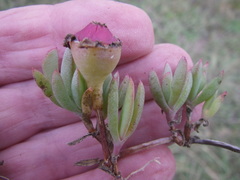 Lampranthus sociorum