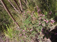 Erica grata