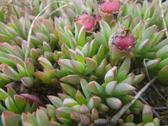 Lampranthus sociorum