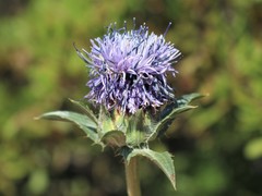 Carthamus caeruleus