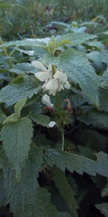 Lamium album