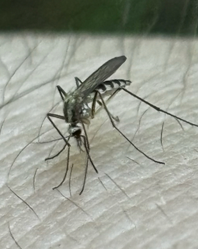 Plains Floodwater Mosquito photo 5