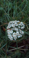 Achillea millefolium