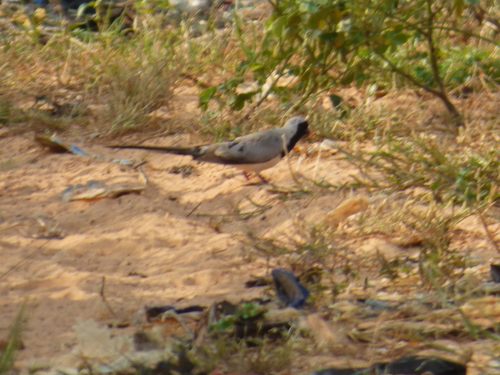 Namaqua Dove