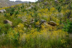 Aspalathus corrudifolia