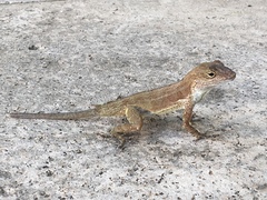Anolis cristatellus wileyae