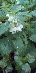 Lamium album