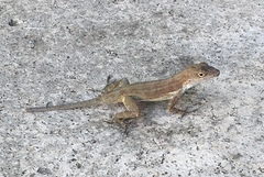 Anolis cristatellus wileyae
