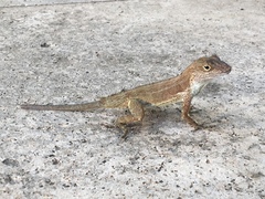 Anolis cristatellus wileyae