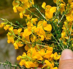 Aspalathus corrudifolia