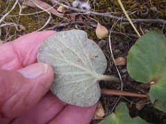 Pelargonium asarifolium
