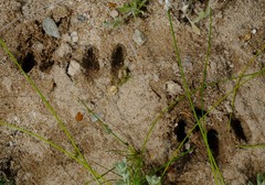 Oreotragus oreotragus