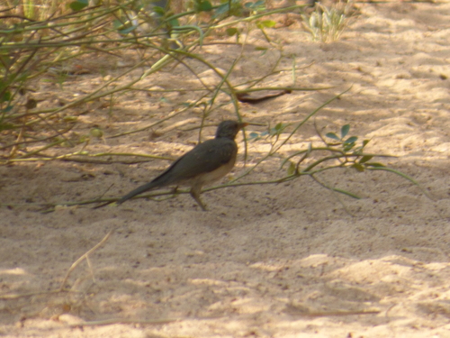 African Thrush
