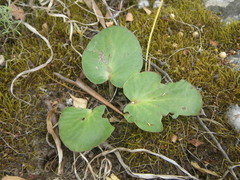 Pelargonium asarifolium