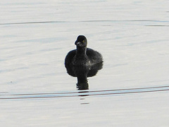 Tachybaptus dominicus