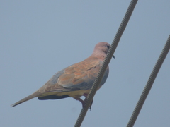 Streptopelia senegalensis