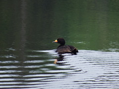Melanitta americana image