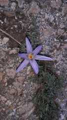 Crocus pallasii