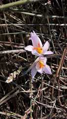 Crocus pallasii