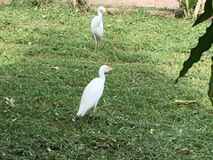 Bubulcus ibis