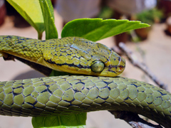 Boiga flaviviridis