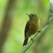Ochre-bellied Flycatcher - Photo (c) Bioexploradores Farallones, some rights reserved (CC BY-NC), uploaded by Bioexploradores Farallones