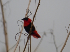 Euplectes franciscanus