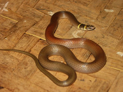 Sibynophis subpunctatus