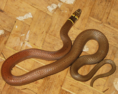 Sibynophis subpunctatus