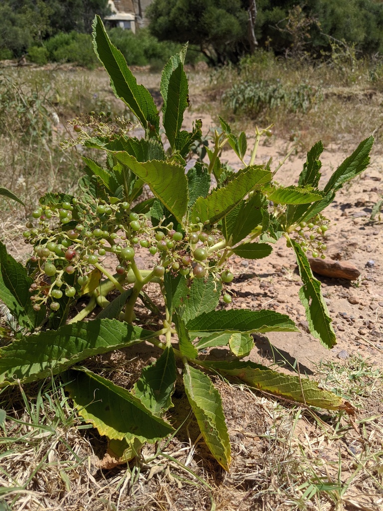 Cyphostemma adenanthum, East Tigray, Ethiopia