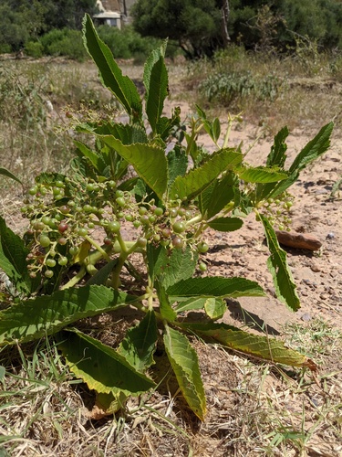 Cyphostemma adenanthum image