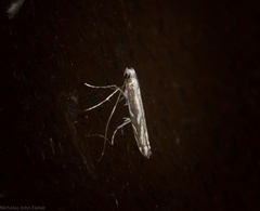 Epicephala trigonophora