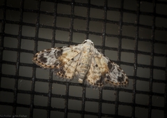 Araeopteron epiphracta