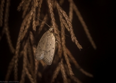 Eulechria convictella